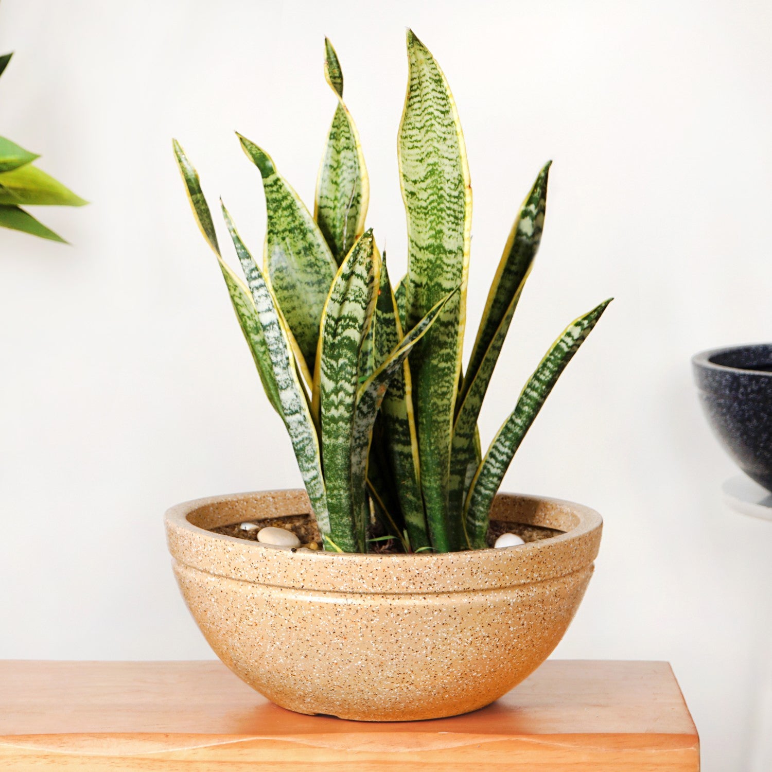 Planterra Beige Round Lotus Planter 15x9 Inch