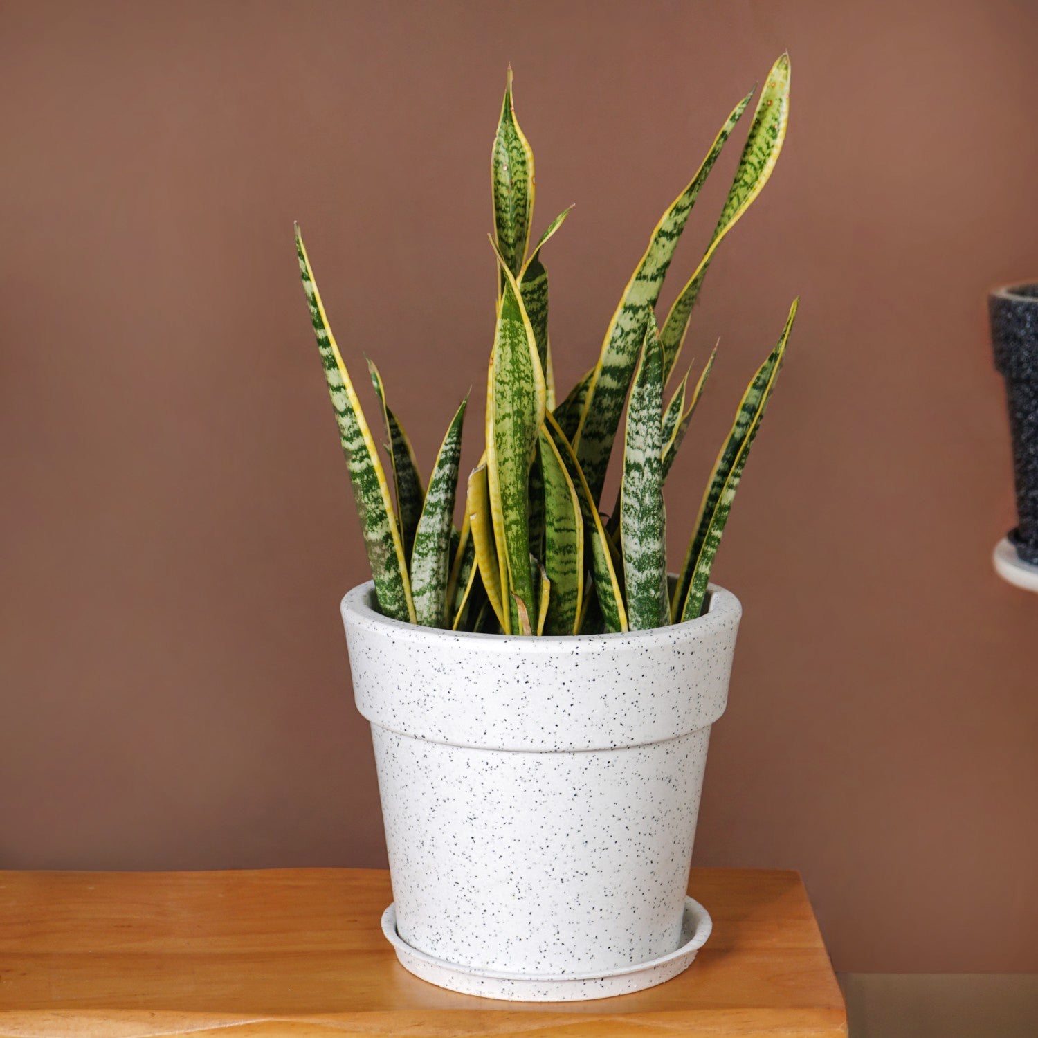 Planterra White Planter With Plate 10x9 Inch