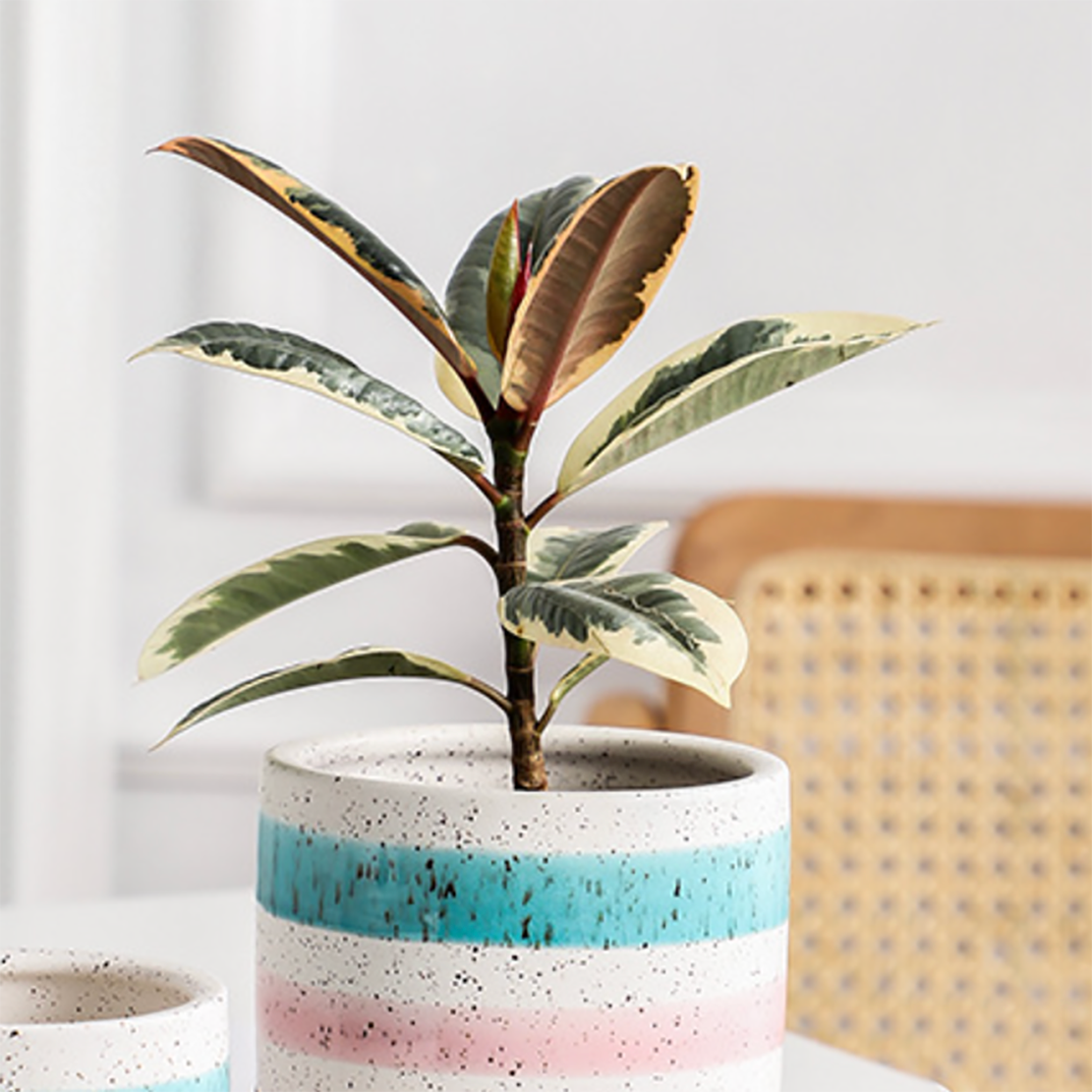 Multicolour Plant Pot Set Of 3