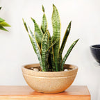 Planterra Beige Round Lotus Planter 15x9 Inch