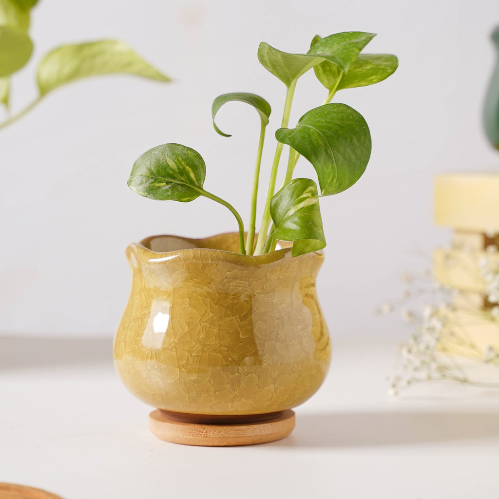 Botanica Ochre Ceramic Planter With Coaster