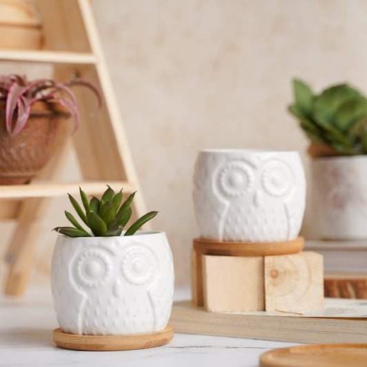 Owl Ceramic Pot
